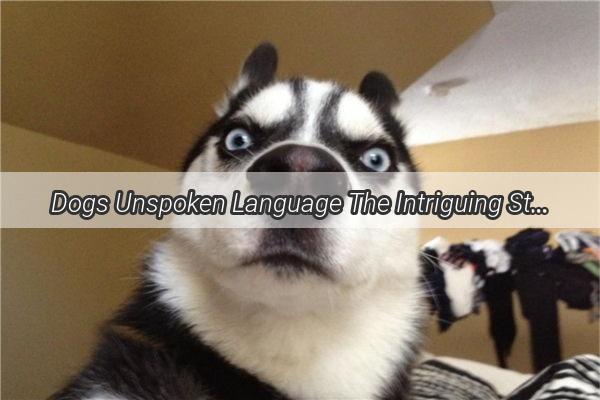 Dogs Unspoken Language The Intriguing Story of Their Constant Stare at Us